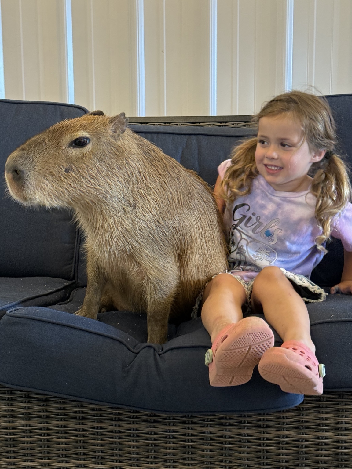 Capybara encounter at Traveling Acres