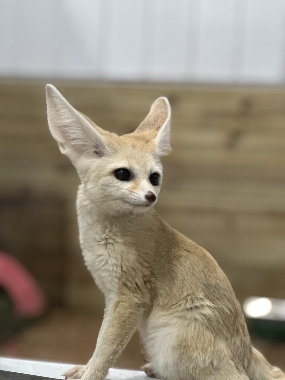 Fennec fox encounter at Traveling Acres
