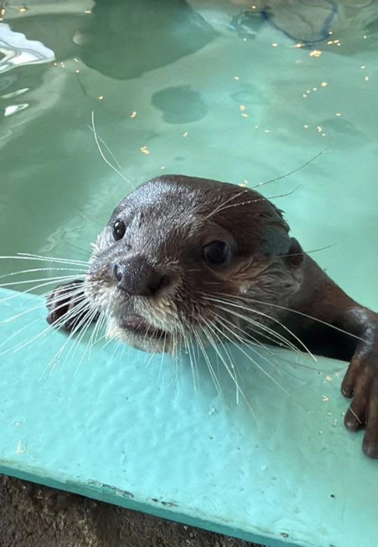 An Asian small-clawed otter swimming at Traveling Acres
