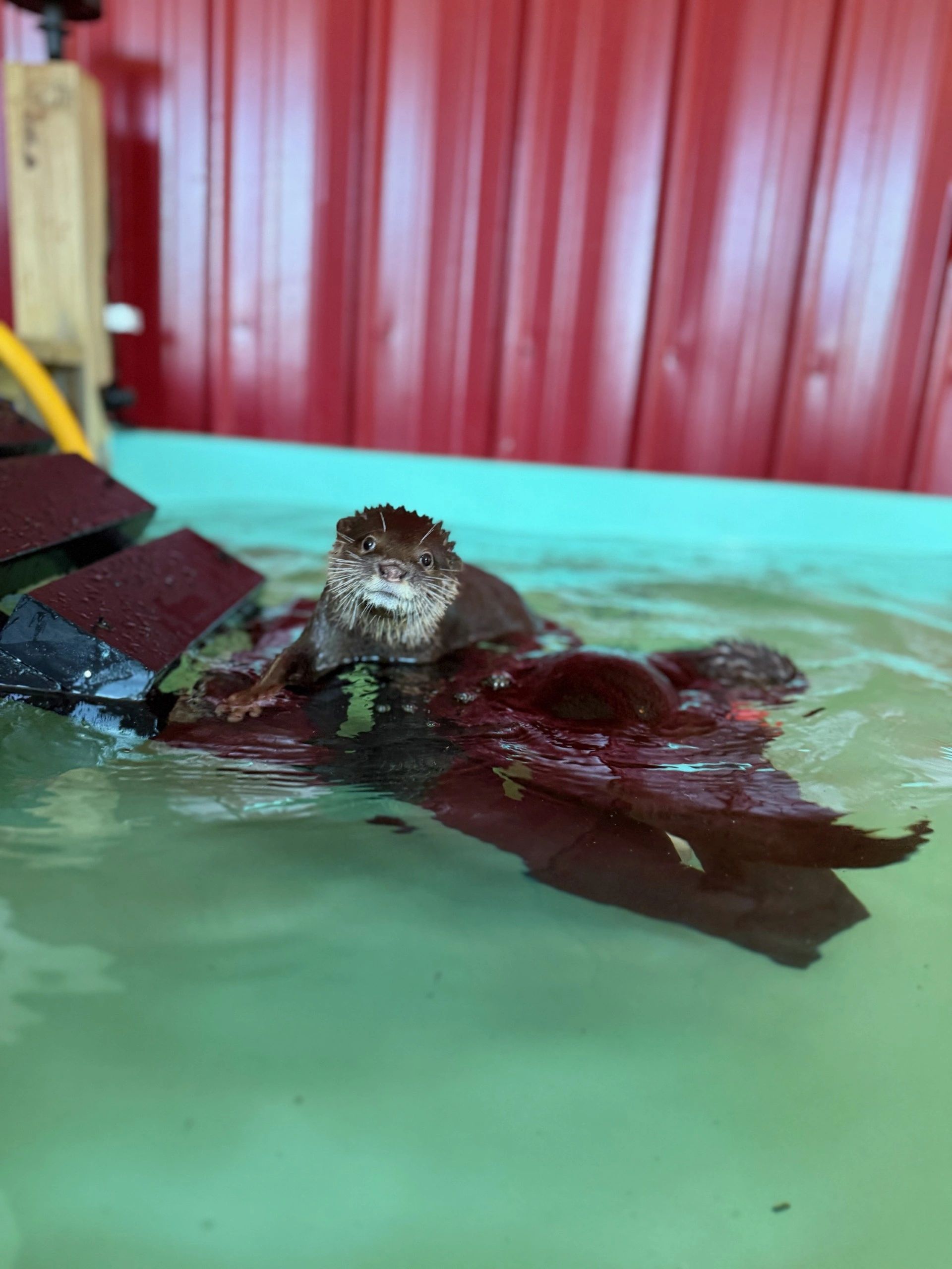 An Asian small-clawed otter swimming in the Traveling Acres pool