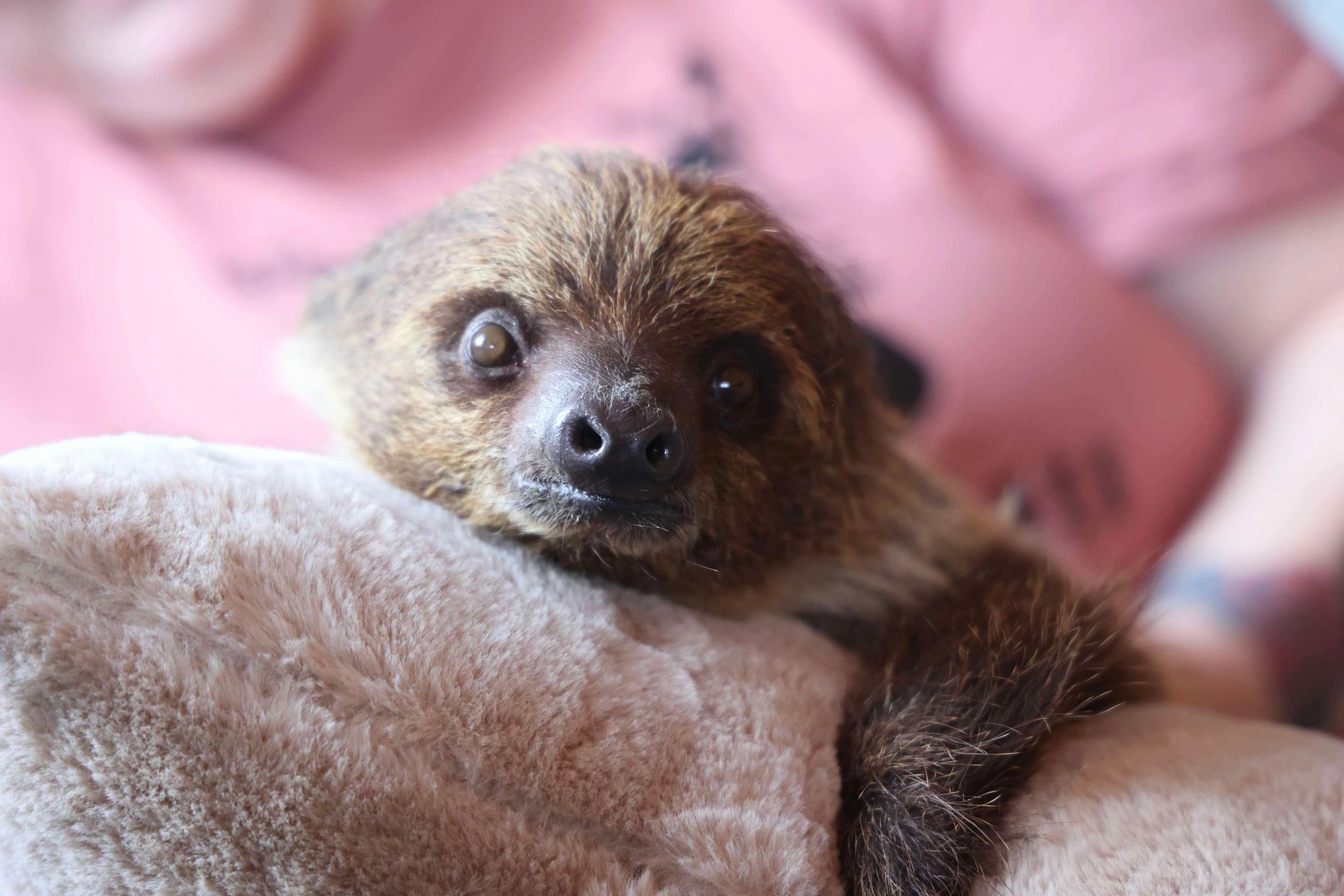 Sid the two-toed sloth resting during an encounter